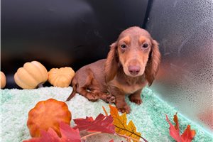 Trina - puppy for sale