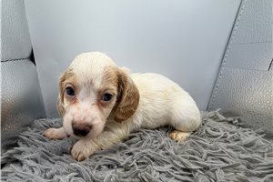 Gomer - puppy for sale