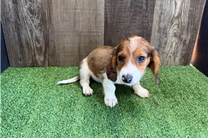 George - Dachshund, Mini for sale