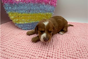 Bonnie - Dachshund for sale