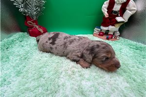 Bixby - Dachshund for sale