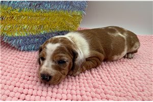 Bubbles - Dachshund for sale