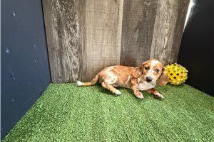 Bubbles - puppy for sale