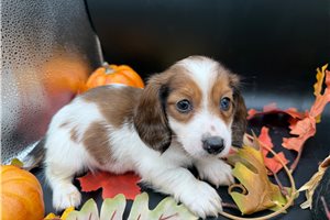 Freddy - puppy for sale