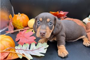 Falcon - puppy for sale