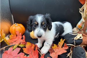Peter - puppy for sale