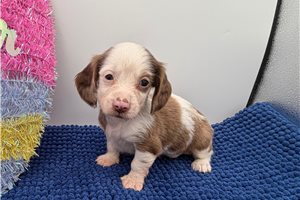 Oliver - Dachshund for sale