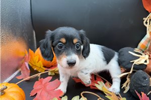 Poppy - puppy for sale
