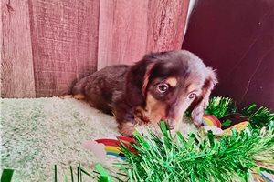 Petie - Dachshund for sale