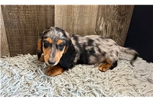 Randy - puppy for sale