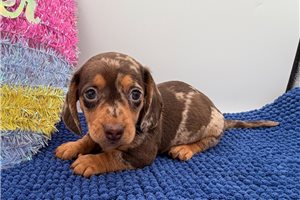 Sport - Dachshund for sale