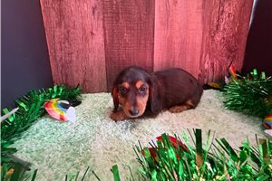 Phyllis - Dachshund for sale