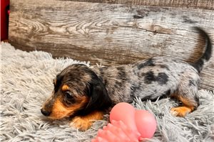 Flossy - Dachshund for sale