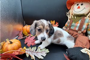 Flora - puppy for sale