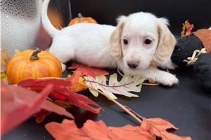 Fido - Mini Dachshund for sale