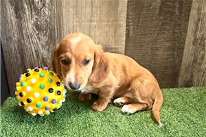 Bonnie - Dachshund, Mini for sale
