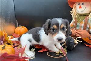 Parker - puppy for sale