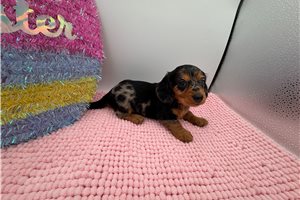 Stormy - Dachshund for sale