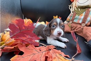 Fancy - puppy for sale