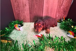 Pauline - Dachshund for sale