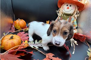 Faith - puppy for sale