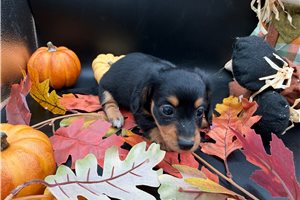 Pixie - Mini Dachshund for sale