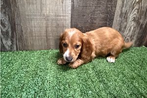 Bonnie - Dachshund for sale