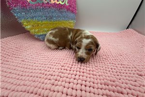 Bubbles - Dachshund for sale