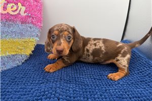Spencer - Dachshund for sale