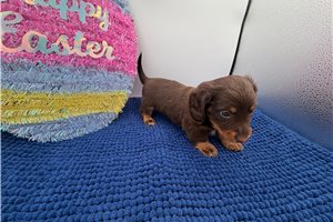 Sherman - Dachshund for sale