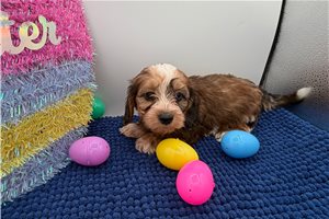 Opie - Dachshund for sale