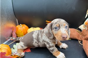 Fletcher - puppy for sale