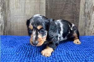 Brock - puppy for sale