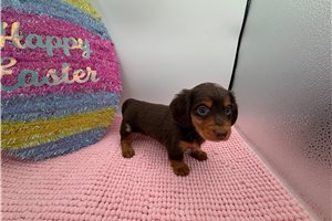 Smarty - Dachshund for sale