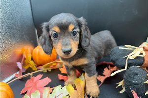 Pansy - Mini Dachshund for sale