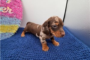 Stubby - Dachshund for sale