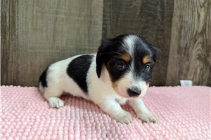Bree - Dachshund, Mini for sale
