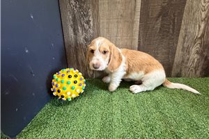 Benny - puppy for sale