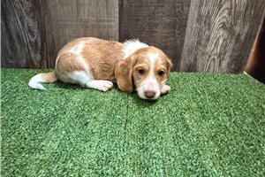 Benny - Dachshund for sale