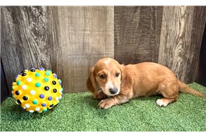 Bonnie - Mini Dachshund for sale