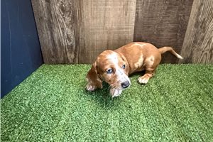 Bubbles - Dachshund for sale