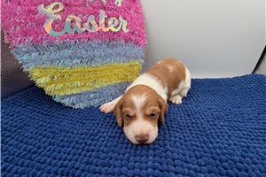 Benny - Dachshund for sale