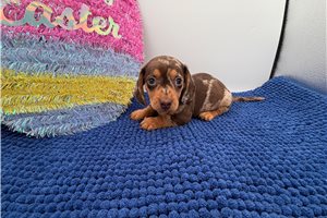 Sport - Dachshund for sale