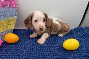 Oliver - Dachshund for sale