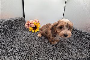 Opie - Dachshund for sale