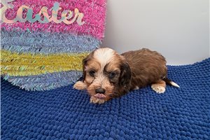 Opie - Dachshund for sale