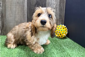 Opie - Dachshund, Tweenie for sale