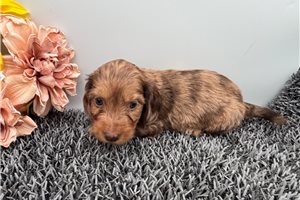 Hannah - puppy for sale