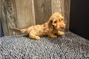 Hannah - Dachshund, Tweenie for sale