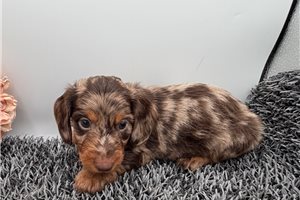 Harley - puppy for sale